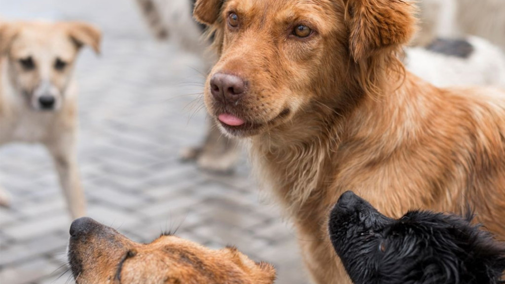 Tražimo ukidanje odluke o zabrani hranjenja napuštenih životinja u Novom Sadu