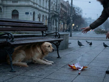 ZAHTEVAMO ZABRANU VATROMETA I PIROTEHNIKE U NOVOM SADU