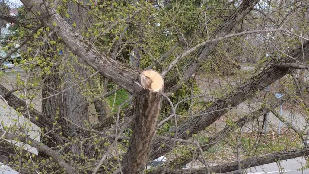 Odbranimo Futoški park