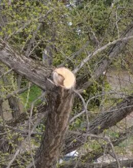 📢 100 godina staro drvo ginka u Futoškom parku je oštećeno – podneli smo prijave