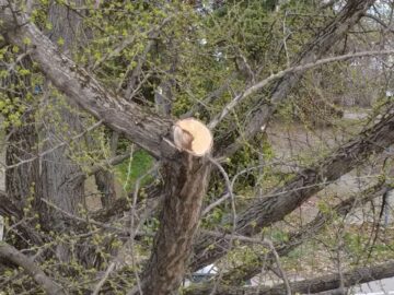 📢 100 godina staro drvo ginka u Futoškom parku je oštećeno – podneli smo prijave